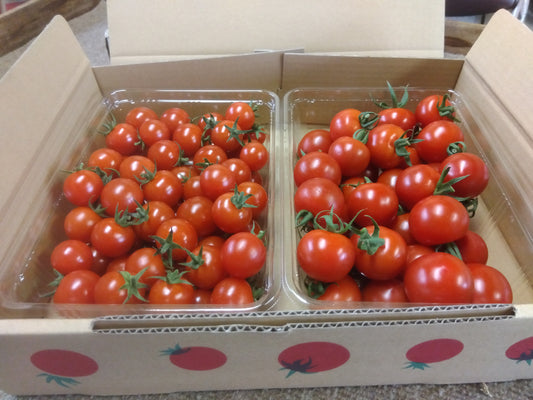 ミニトマト エコ千果セット (箱入り)