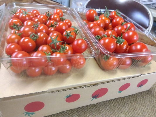 ミニトマト エコ千果セット (箱入り)