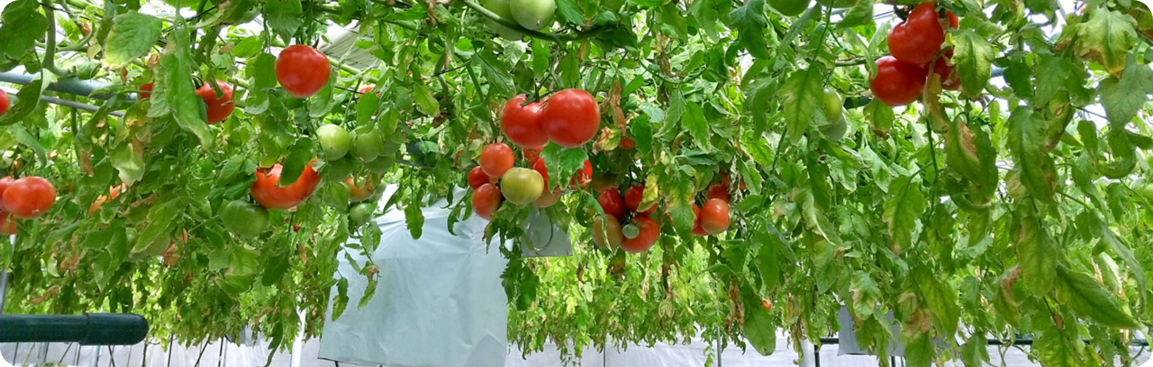 FARM365についての背景画像