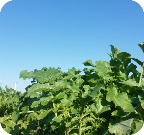 草と空の写真