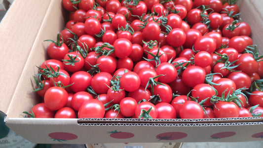 ミニトマト エコスイート 約3kg(箱入り)