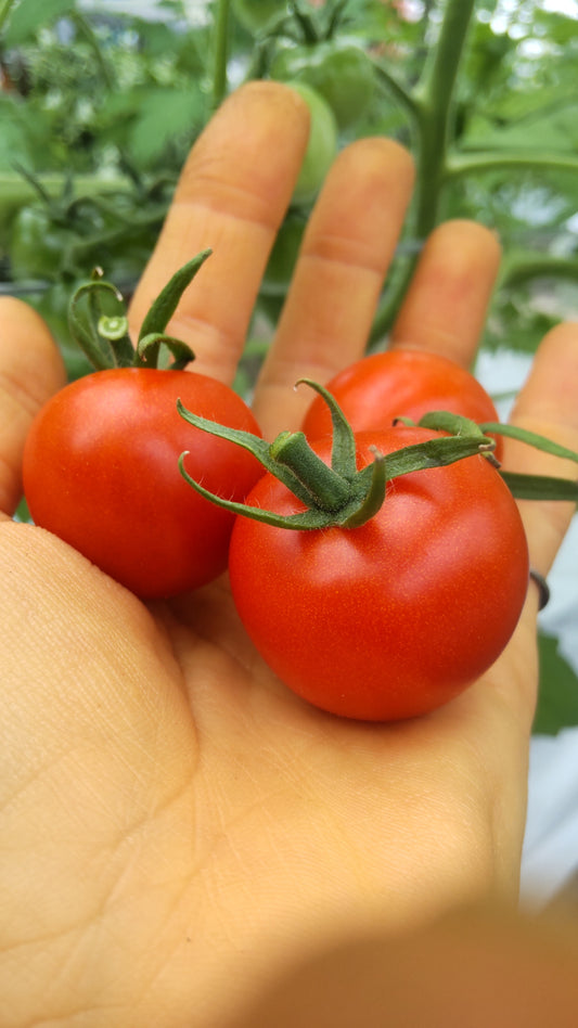 ミニトマト「千果」約3kg(箱入り)