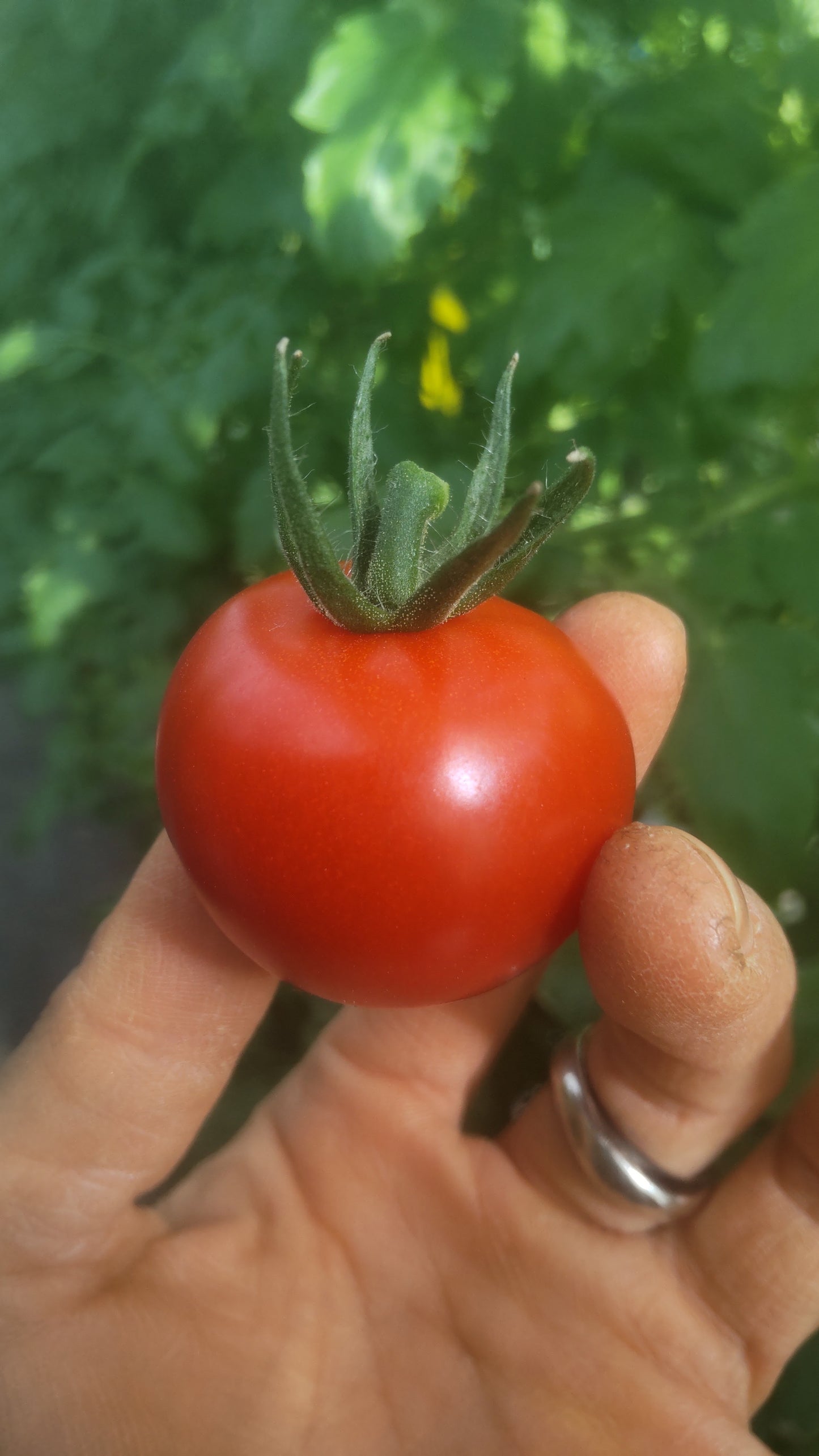 ミニトマト エコスイート 約3kg(箱入り)