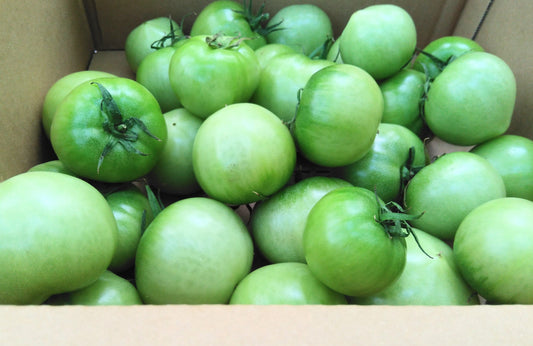 青トマト 約1kg