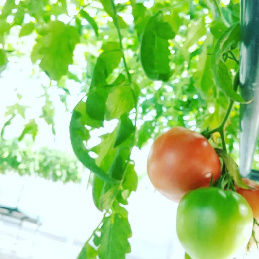 天下無双トマト 約3kg(箱入り)